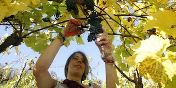 SWITZERLAND/ - Desiree Steinmann harvests grapes in a vineyard of Swiss wine maker Zweifel during a sunny autumn day near the village of Regensberg west of Zurich October 20, 2008\u002E REUTERS/Arnd Wiegmann (SWITZERLAND) suiza zurich suiza jugando con las hojas secas de los arboles estaciones otoño