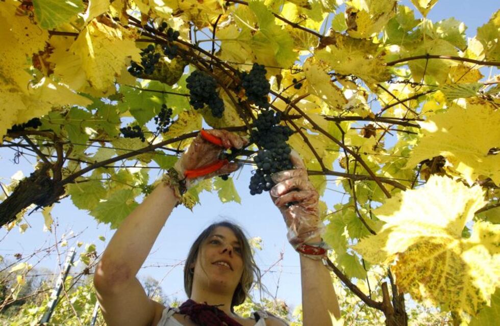 Cuidar tu jardín: las recomendaciones del experto Guillermo Grimoldi