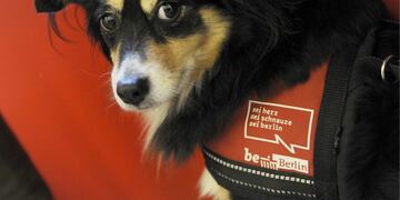 Calafate : Tama deja de funcionar como protectora de animales