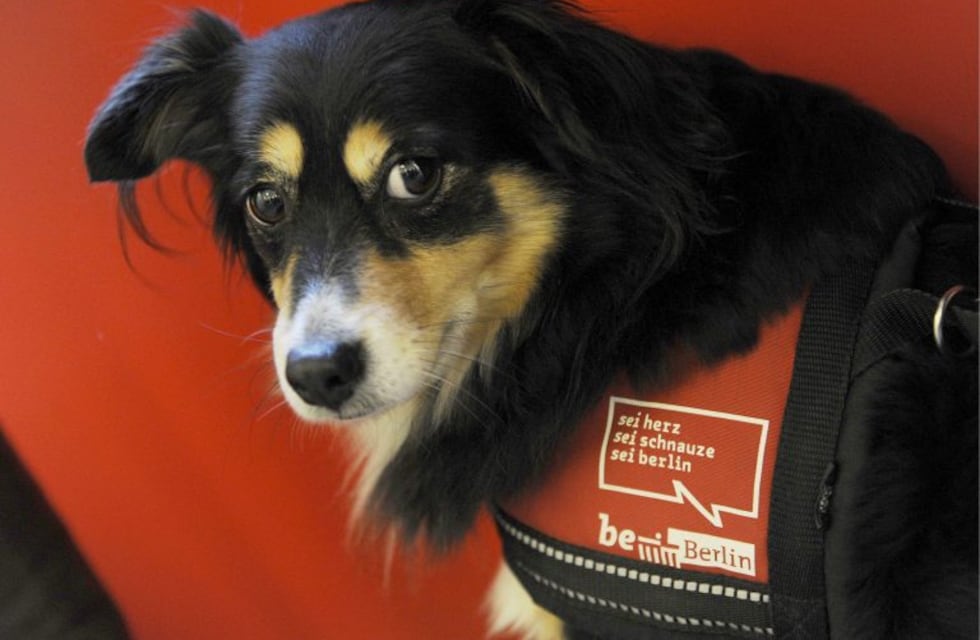 Calafate : Tama deja de funcionar como protectora de animales