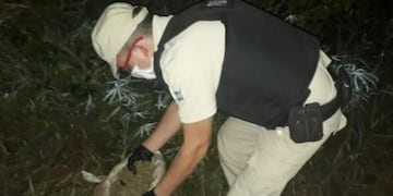 Corpus: secuestran seis kilos de marihuana que habrían sido ingresados por la costa