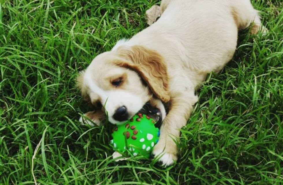 En el Día del Animal, un reconocimento a la felicidad que brindan las mascotas