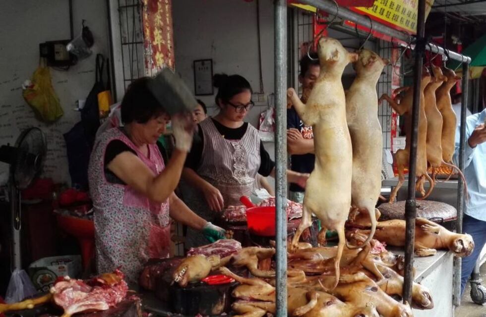 China: arrancó la polémica "fiesta de la carne de perro"