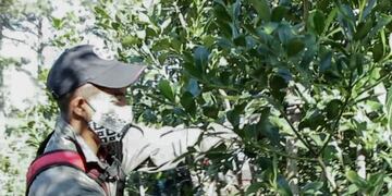 Aportan más de $ 16 millones en los meses sin cosecha de yerba hasta el verano