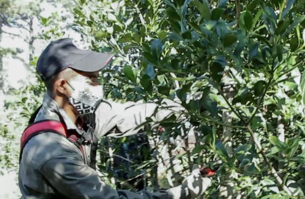 Aportan más de $ 16 millones en los meses sin cosecha de yerba hasta el verano