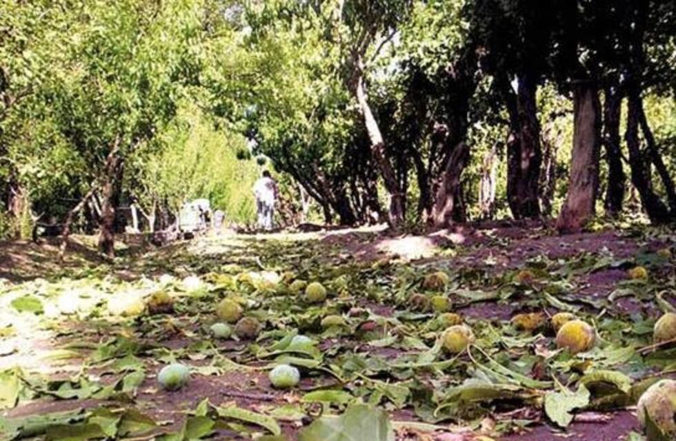 El Gobierno de Mendoza prometió asistencia para los productores del sur afectados por la piedra