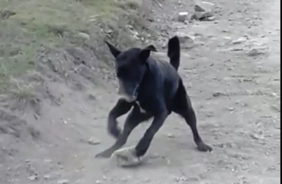 Jacinto, "el perro gym" que es furor en Salsipuedes por "entrenar" con piedras