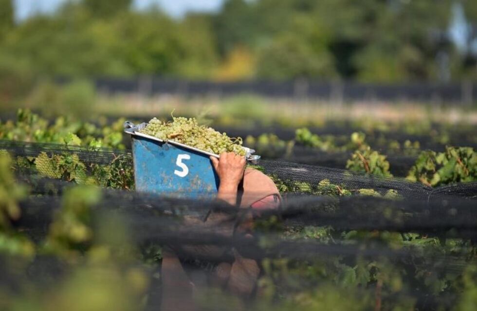 Proponen fomentar el consumo de jugo de uva y bajar impuestos