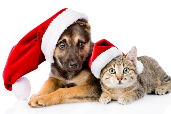 Cinco claves para que tu mascota no sufra con la pirotecnia