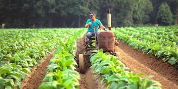 Productores tabacaleros