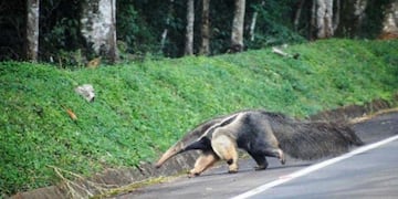 Tamanduá bandera en la selva paranaense del Iguazú, que comparten Argentina, Brasil y Paraguay\u002E (Misiones Online)