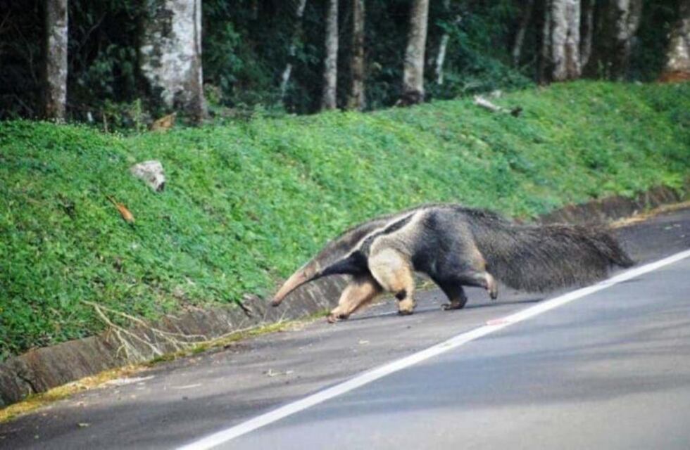 Cataratas: un oso hormiguero asombró a los turistas