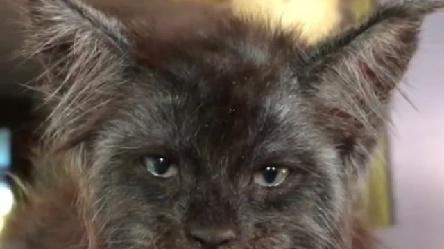 El curioso caso del gato con cara humana que se volvió viral en las redes sociales (Foto: Instagram)