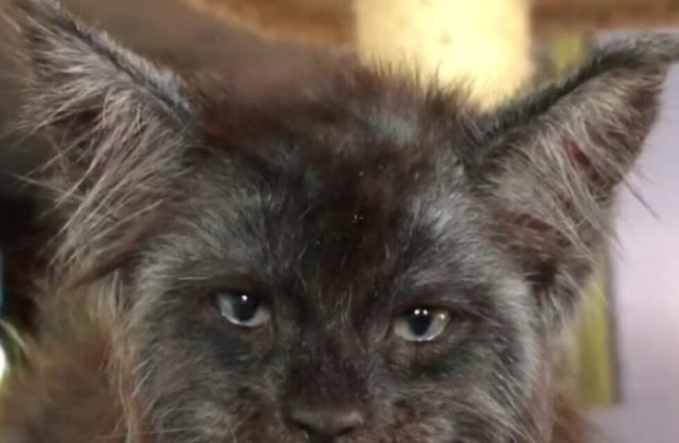 El curioso caso del gato con "cara de humano" que es furor en las redes