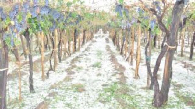 Vientos de 80 kilu00f3metros en la hora y granizo causaron dau00f1os en la producciu00f3n de 5.000 hectu00e1reas en el Este de San Rafael y parte de General Alvear