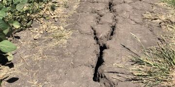 Ruralistas bonaerenses afectados por al falta de lluvias insistieron en pedirle a Vidal que instrumente medida excepcionales\u002E (Archivo)