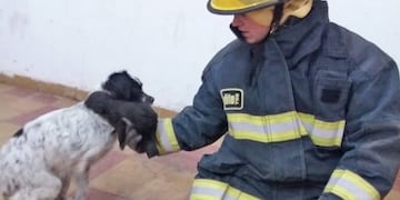 Los bomberos de Adelia María fueron los protagonistas del rescate de los cachorritos que cayeron a un pozo\u002E (Bomberos Adelia María)