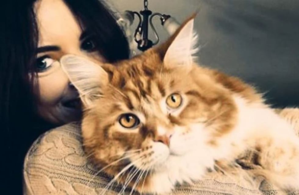 Así es Omar, el gato más largo del mundo