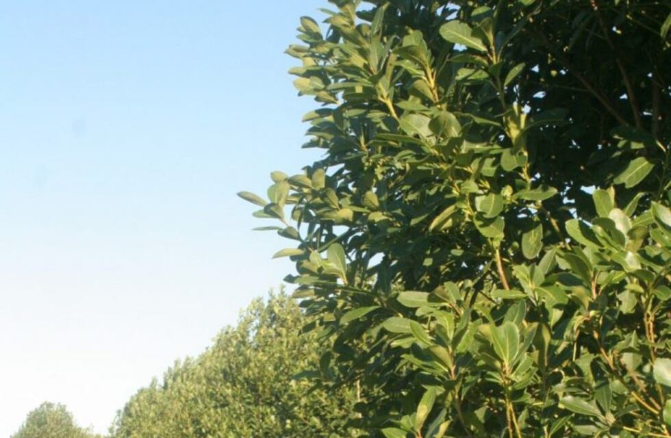 Con manejo ecológico, combinan el cultivo de yerba bajo sombra de árboles con valor maderable