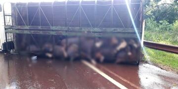 Montecarlo: volcó un camion que transportaba ganado y murieron varios animales