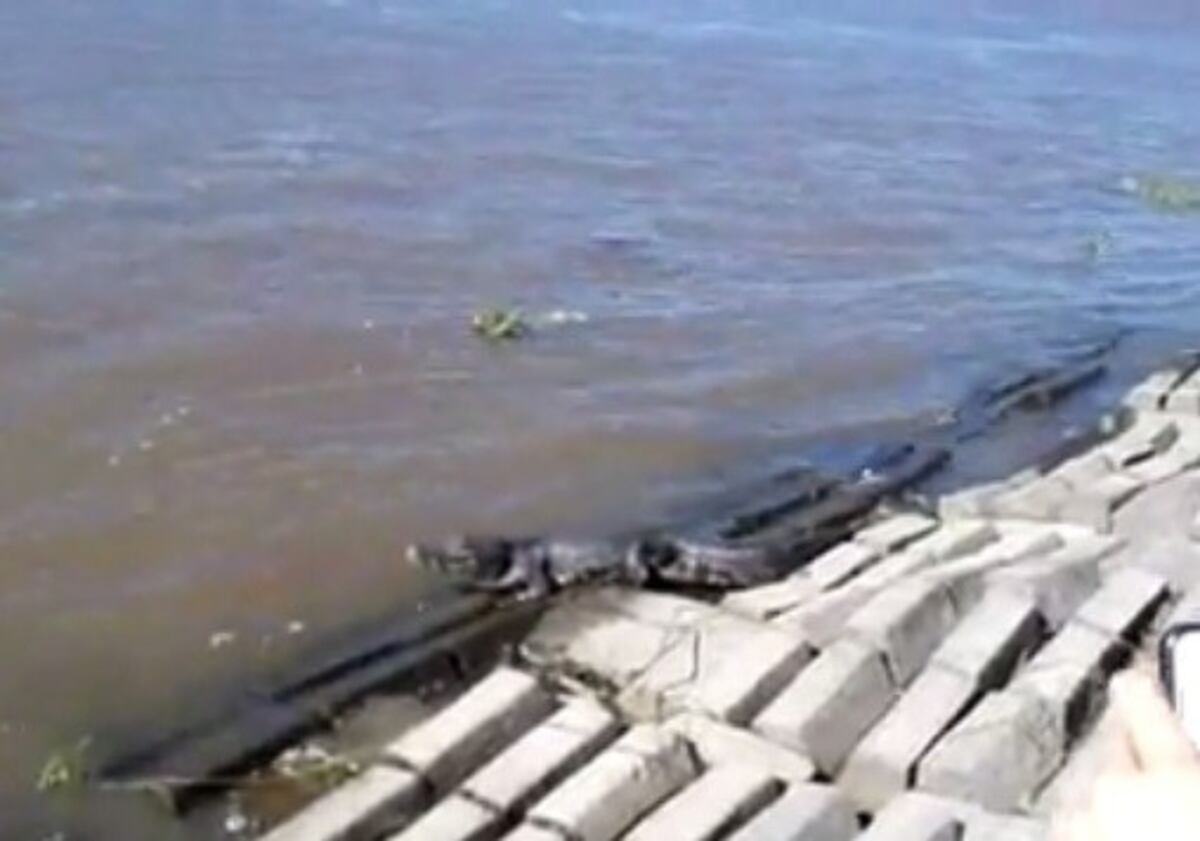 Encontraron un yacaré de importante tamaño sobre la defensa de la laguna Setúbal\u002E