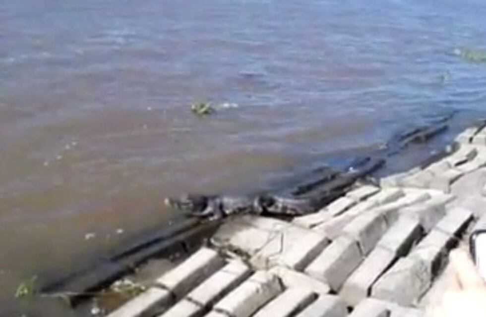 Susto y sorpresa por la aparición de un gran yacaré en la costanera santafesina