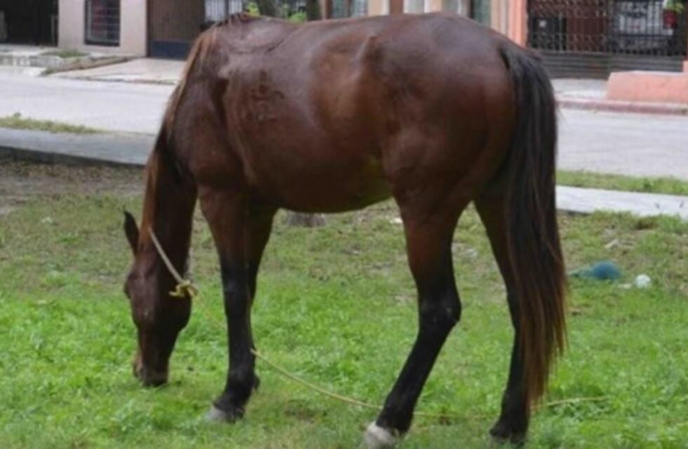 Entregó su caballo a cambio de una moto y lo estafaron