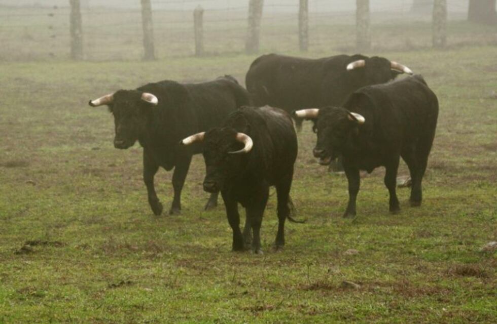 Una combi chocó con un animal en la ruta 34 y hay dos heridos