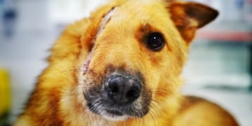 El pobre perrito fue brutalmente atacado\u002E