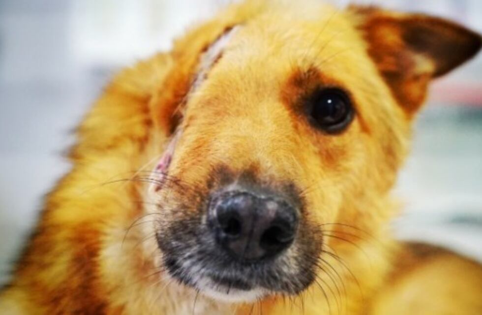 Al perrito le partieron la cabeza a la mitad y lo salvaron