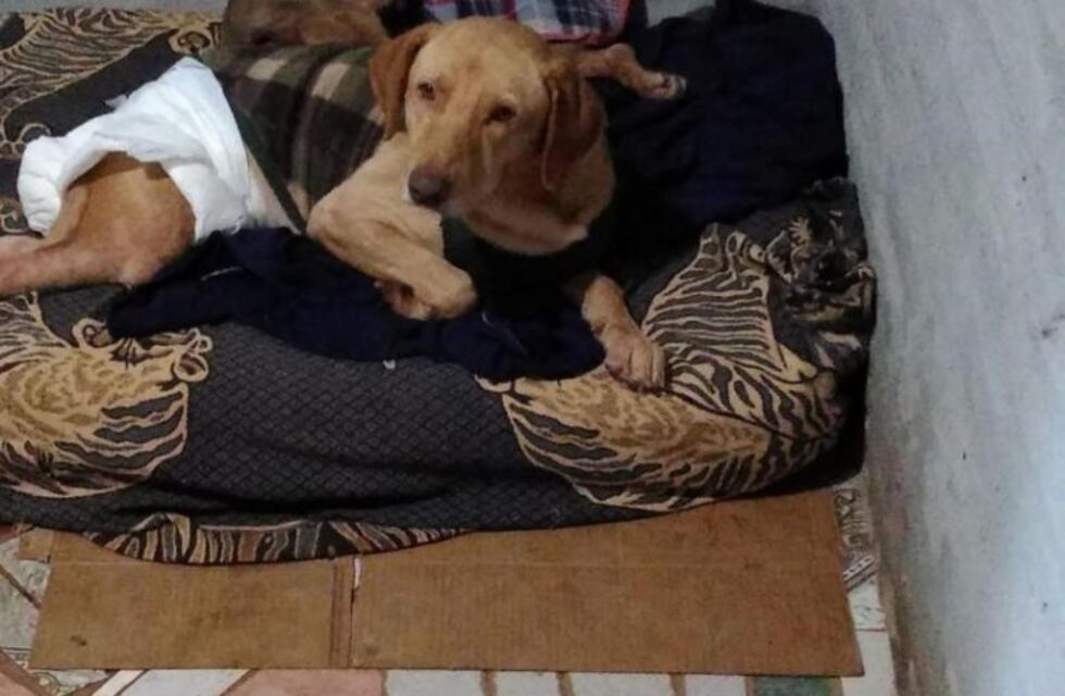 Declararán de interés municipal a grupos protectores de animales en Oberá