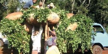 Tareferos\u002E (MOL)