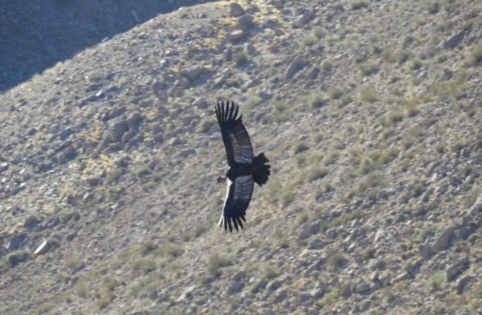 Mendoza realizó el primer censo simultáneo de Cóndores Andinos