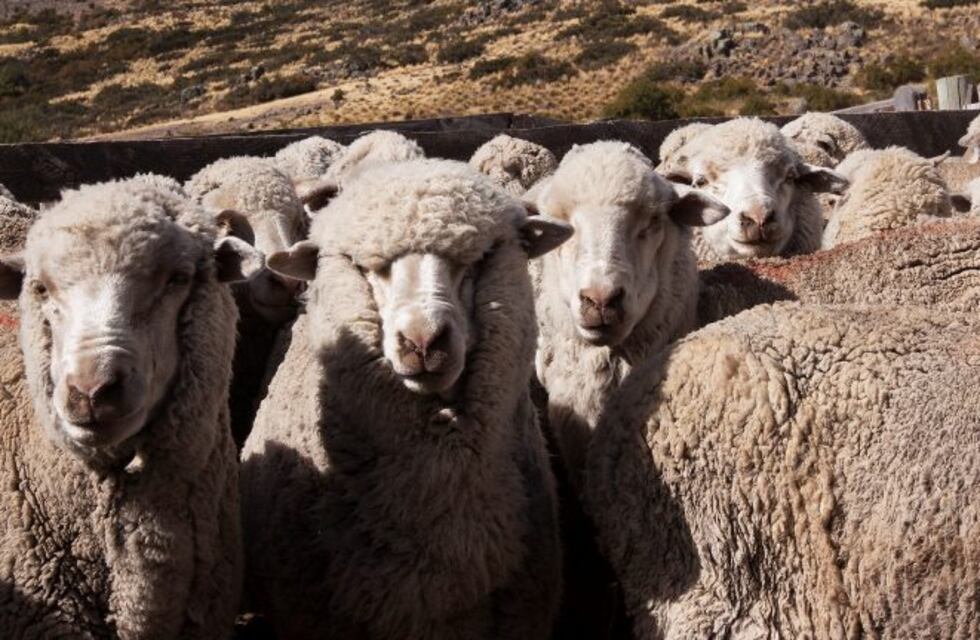 Tierra del Fuego busca fortalecer la producción ovina