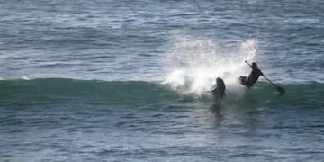 Video: Un delfín saltó y tiró al agua a un surfer\u002E