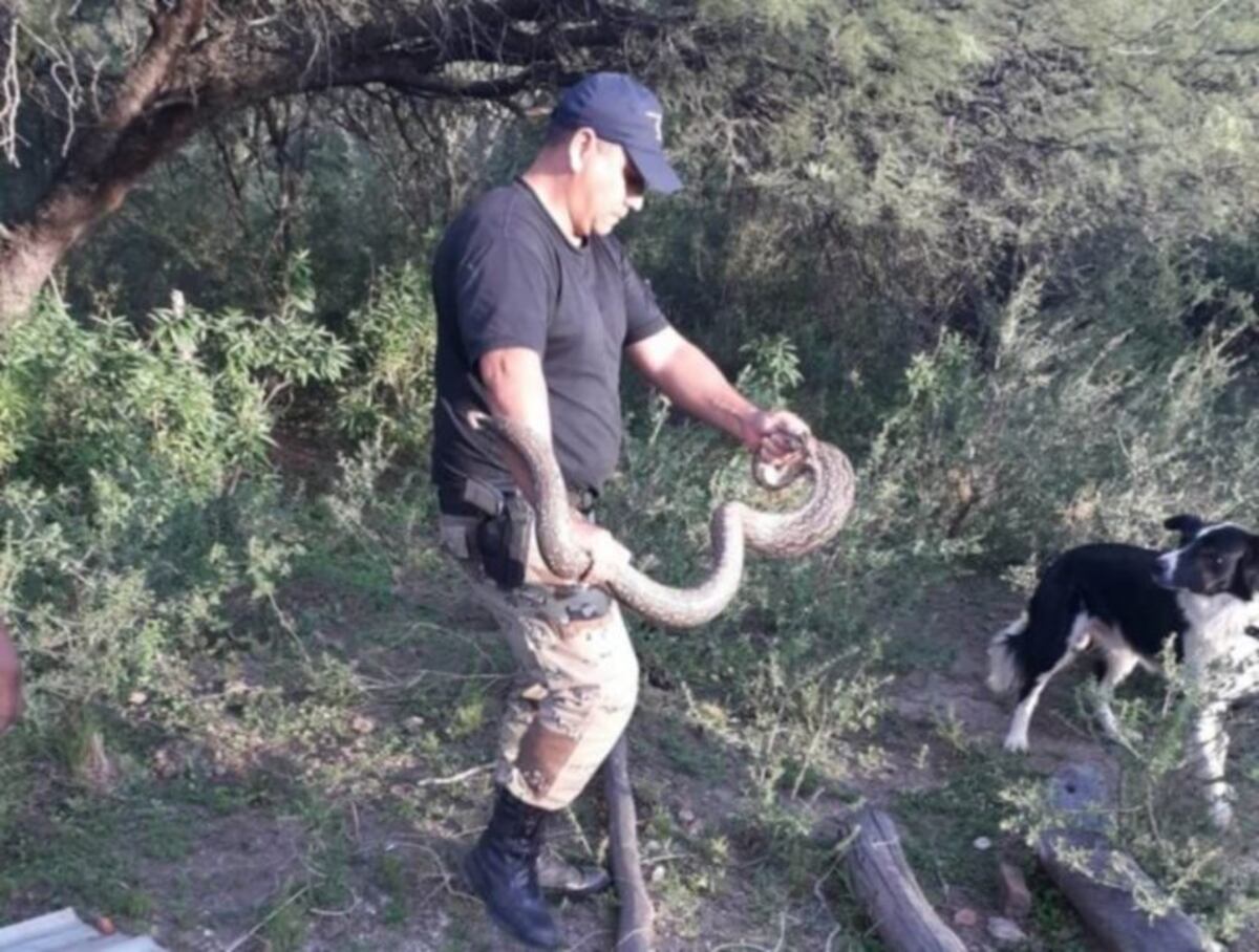 El animal estuvo seis días en el hueco\u002E