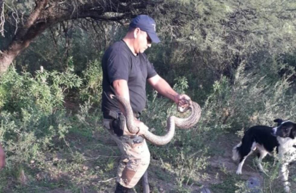 Encontraron una lampalagua en el pozo de una vivienda