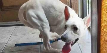 Perrito abandonado (Foto: Clarín)