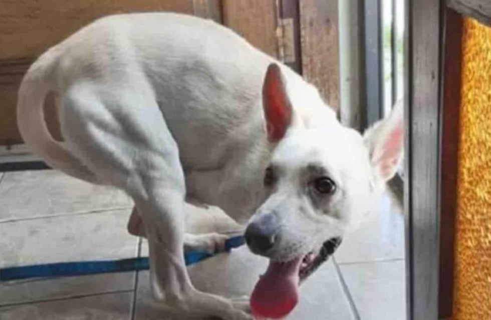 Video: el momento en que una mujer abandona a un perrito discapacitado