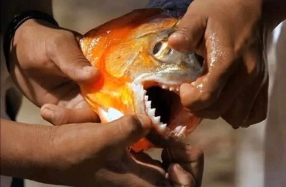 Ataque de palometas en el Parque San Martín