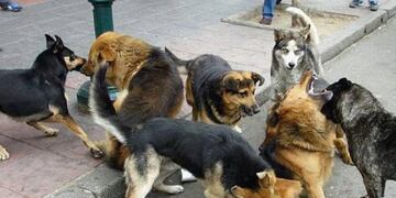 Perros asilvestrados - Tierra del Fuego