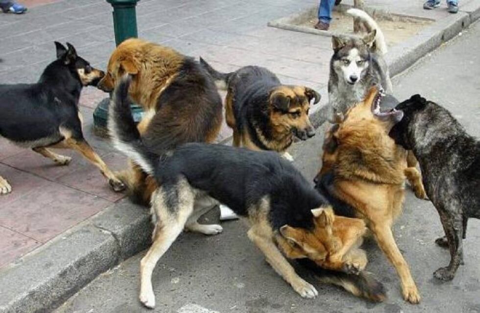 Continúan los casos de ataques de perros en Río Gallegos