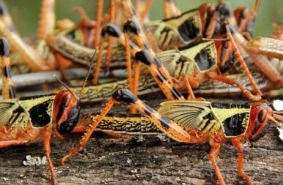 La manga de langostas ingresó a Entre Ríos por el departamento Feliciano