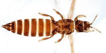 Nuevo insecto descubierto por mendocino