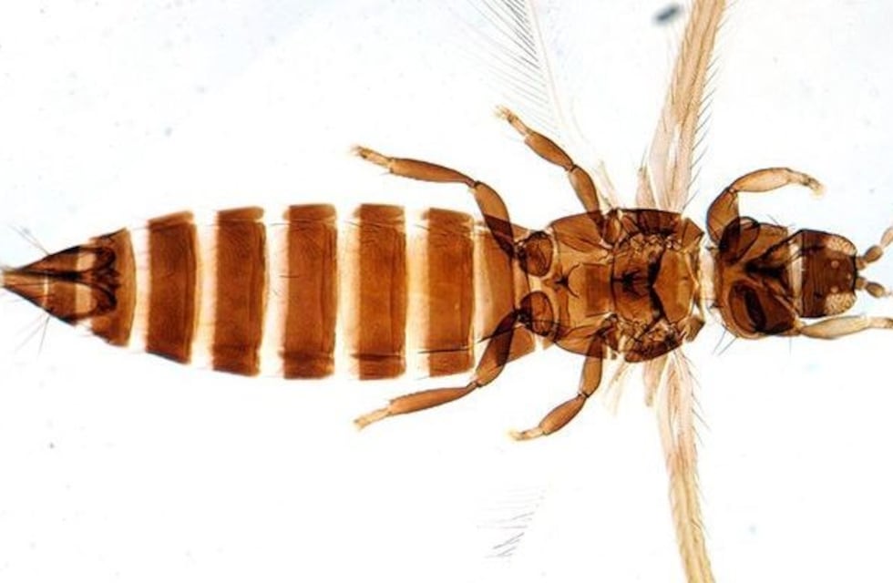 Científico mendocino descubre insecto