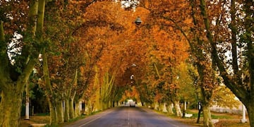 Otoño en Mendoza