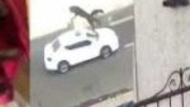 Revolearon al gato por la ventana y se hizo viral.