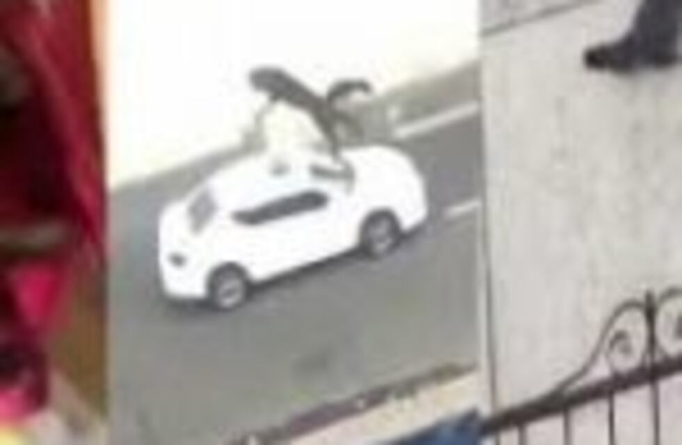 ¡Indignante! Lanzan un gato por la ventana y el video se hace viral