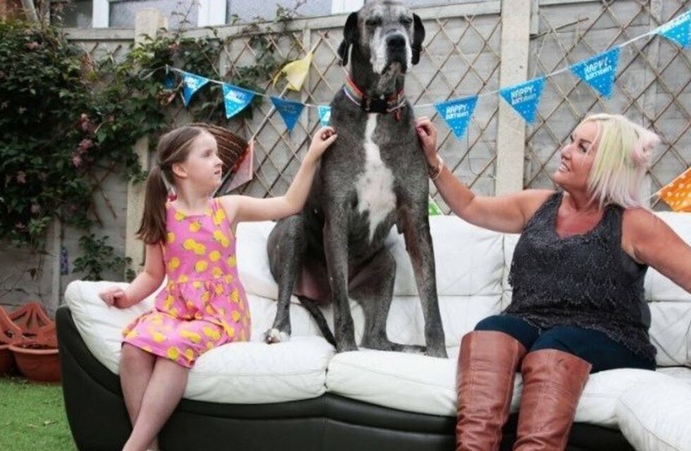 La historia del perro más grande del mundo