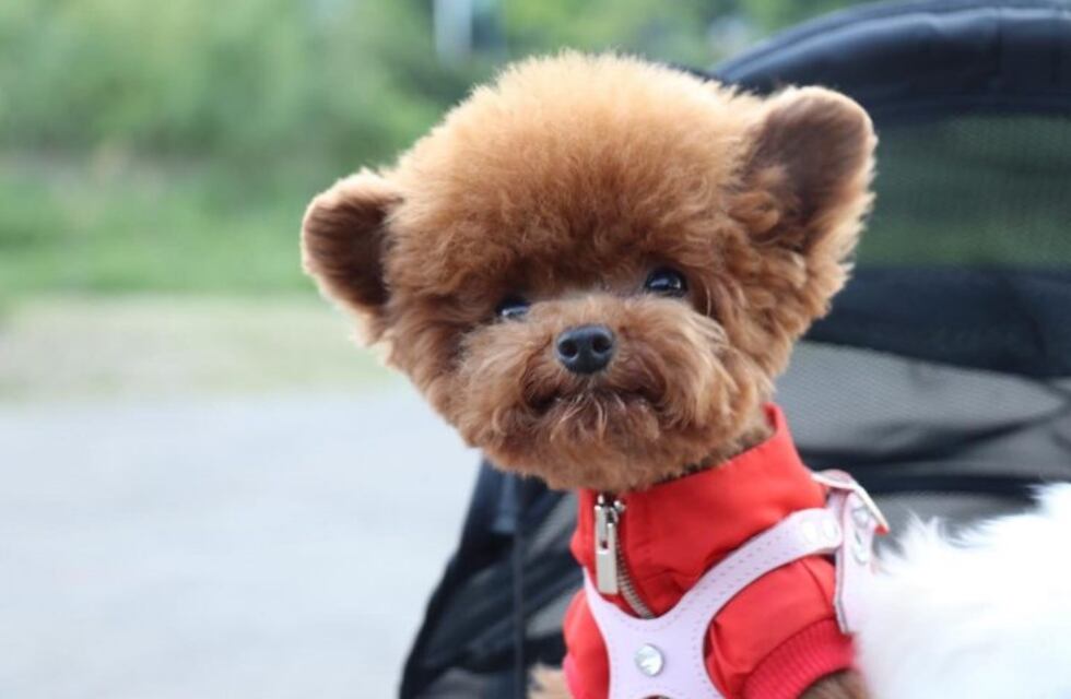 Shu, el perro que tiene a todos desconcertados en Instagram